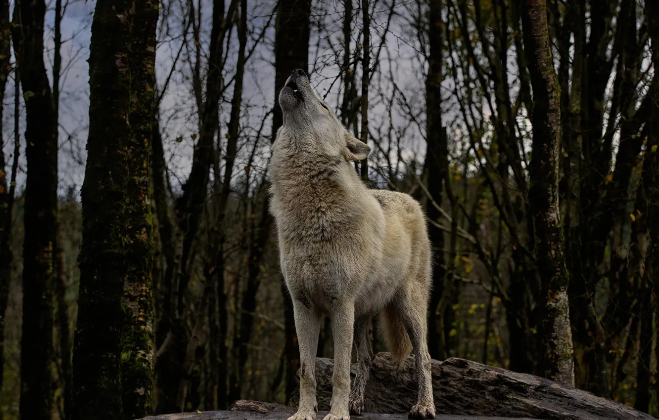 Photo wallpaper nature, snow, predator, face, animal, wolf, wildlife, portrait