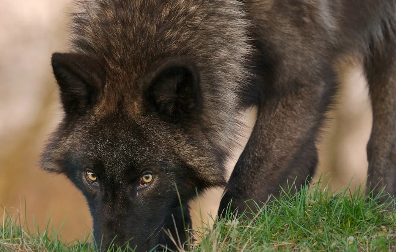 Photo wallpaper Predator, nature, snow, face, animal, wolf, canis lupus, wildlife