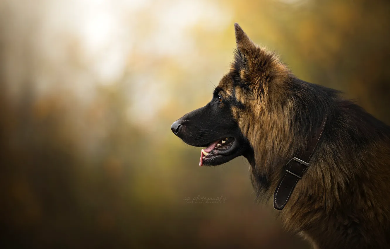 Photo wallpaper face, background, portrait, dog, profile, collar, bokeh, German shepherd