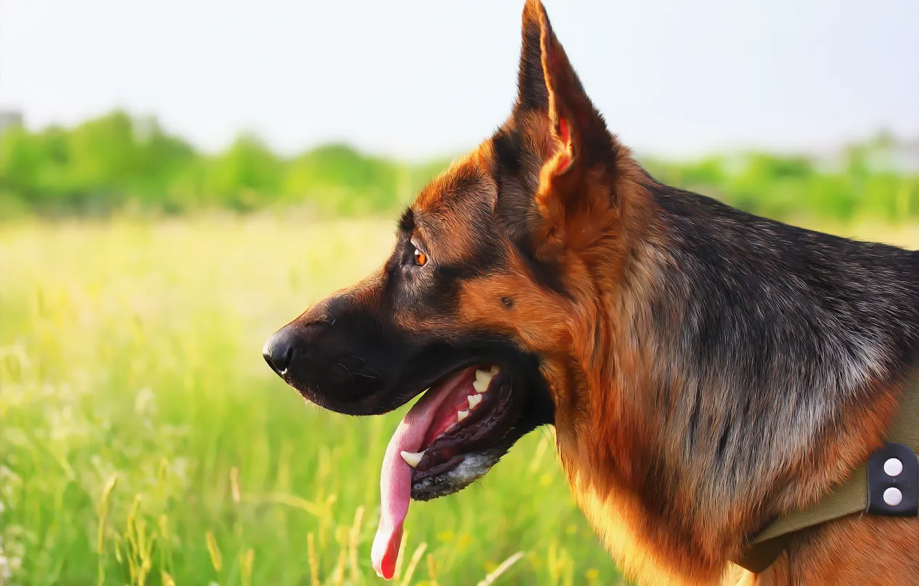 Photo wallpaper each, dog, profile, shepherd