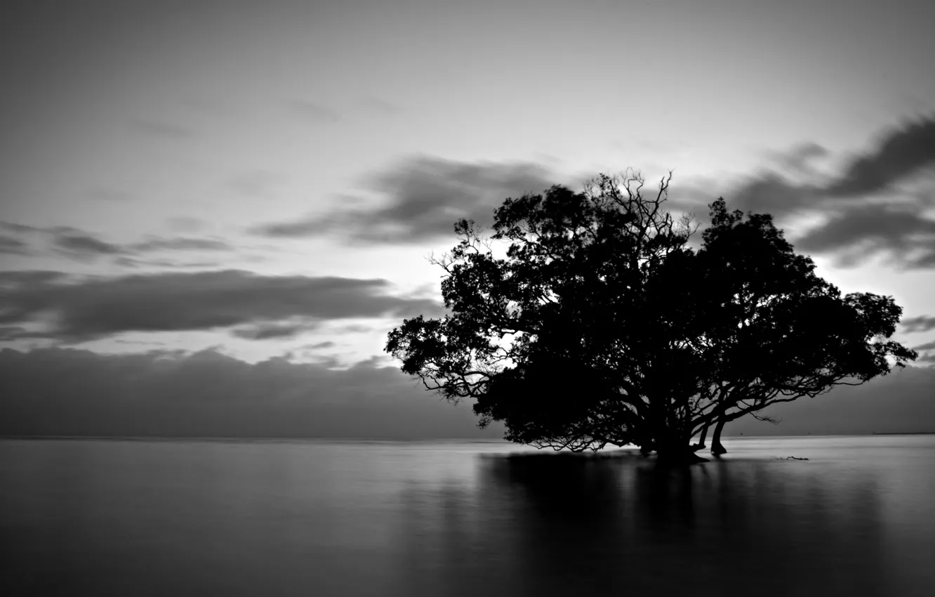 Photo wallpaper water, clouds, nature, tree, black and white