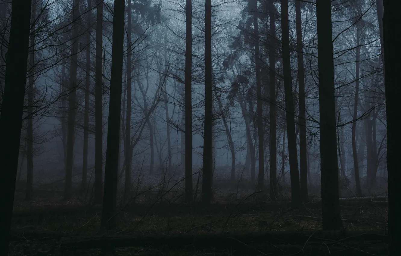 Photo wallpaper forest, trees, nature, fog, twilight