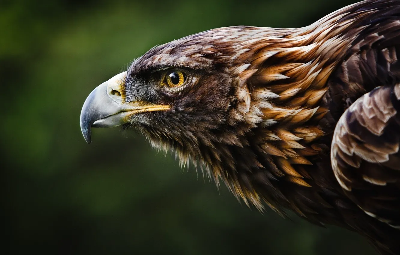 Photo wallpaper bird, eagle, head, animal wallpaper