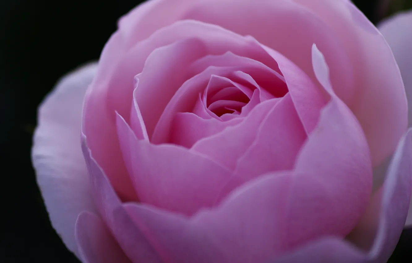 Photo wallpaper macro, flowers, roses, petals, pink, buds