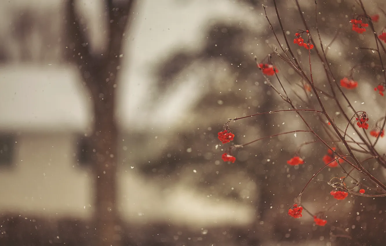 Photo wallpaper winter, macro, snow, trees, snowflakes, branches, red, berries