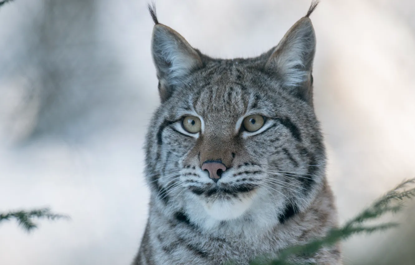 Photo wallpaper face, portrait, predator, lynx, wild cat, (c) P. Meyer