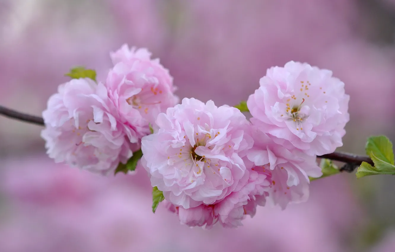 Photo wallpaper macro, pink, branch, Sakura