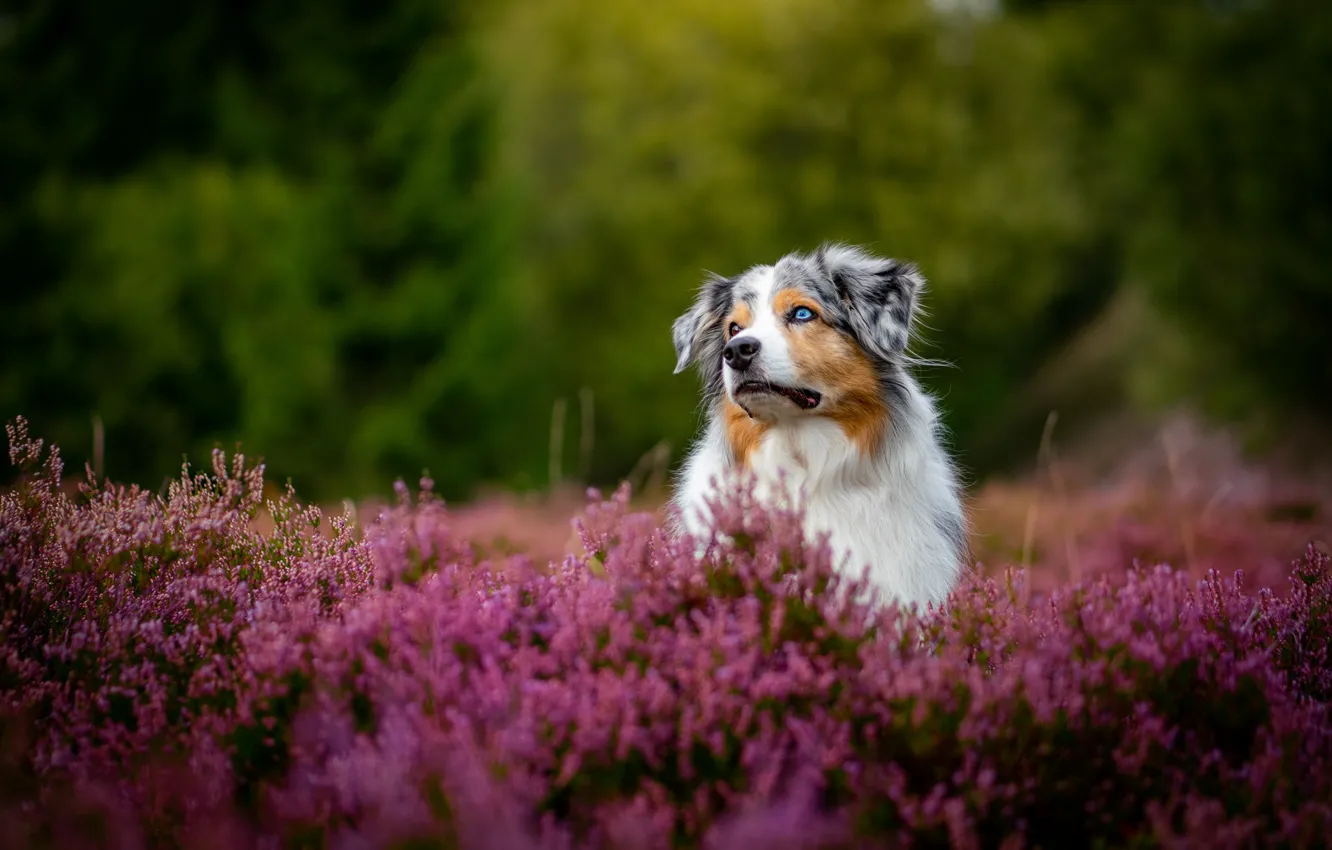 Photo wallpaper dog, Heather, Aussie