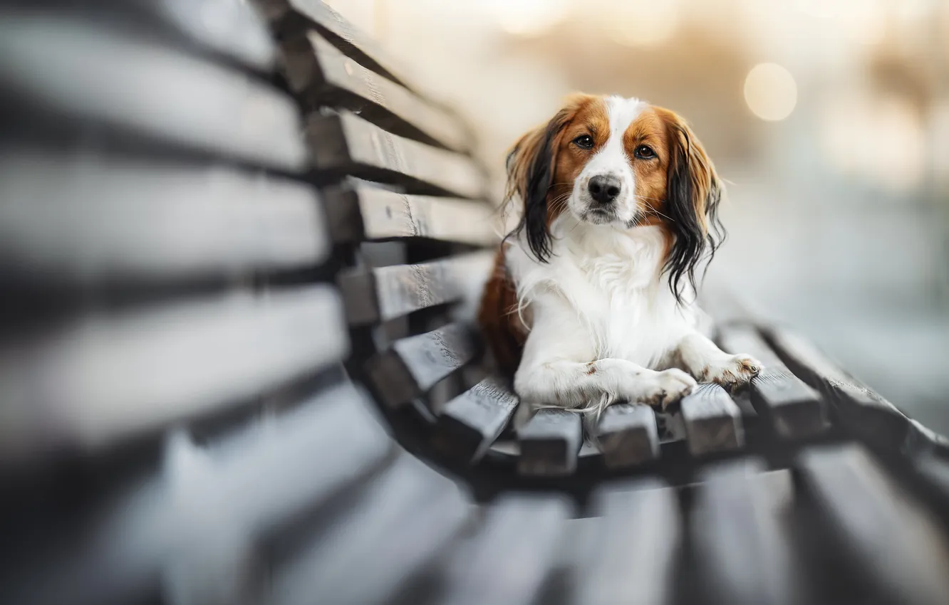 Photo wallpaper each, dog, bench
