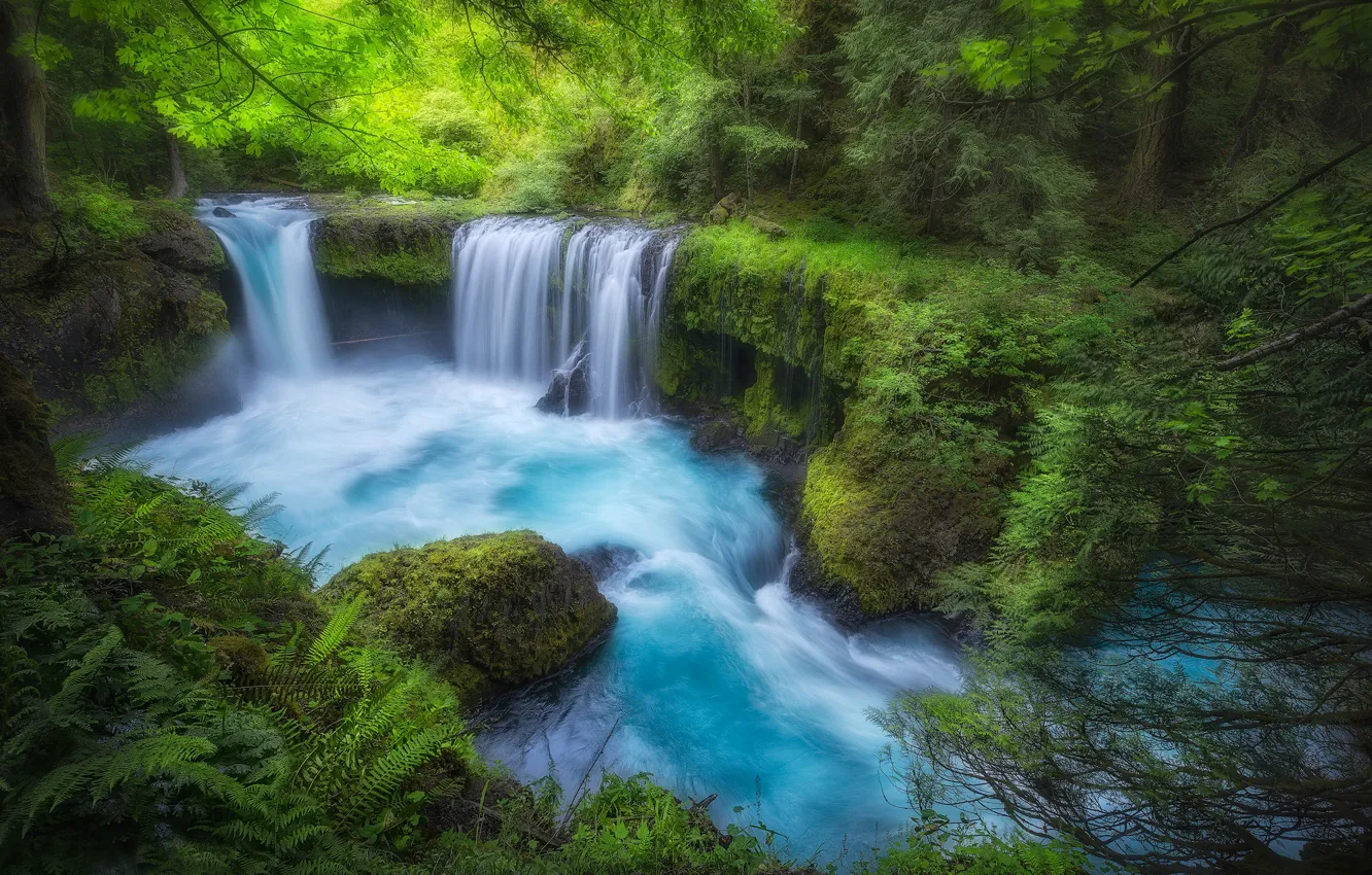 Photo wallpaper forest, river, waterfall, moss, Washington, Columbia River Gorge, Washington State, the Columbia river gorge