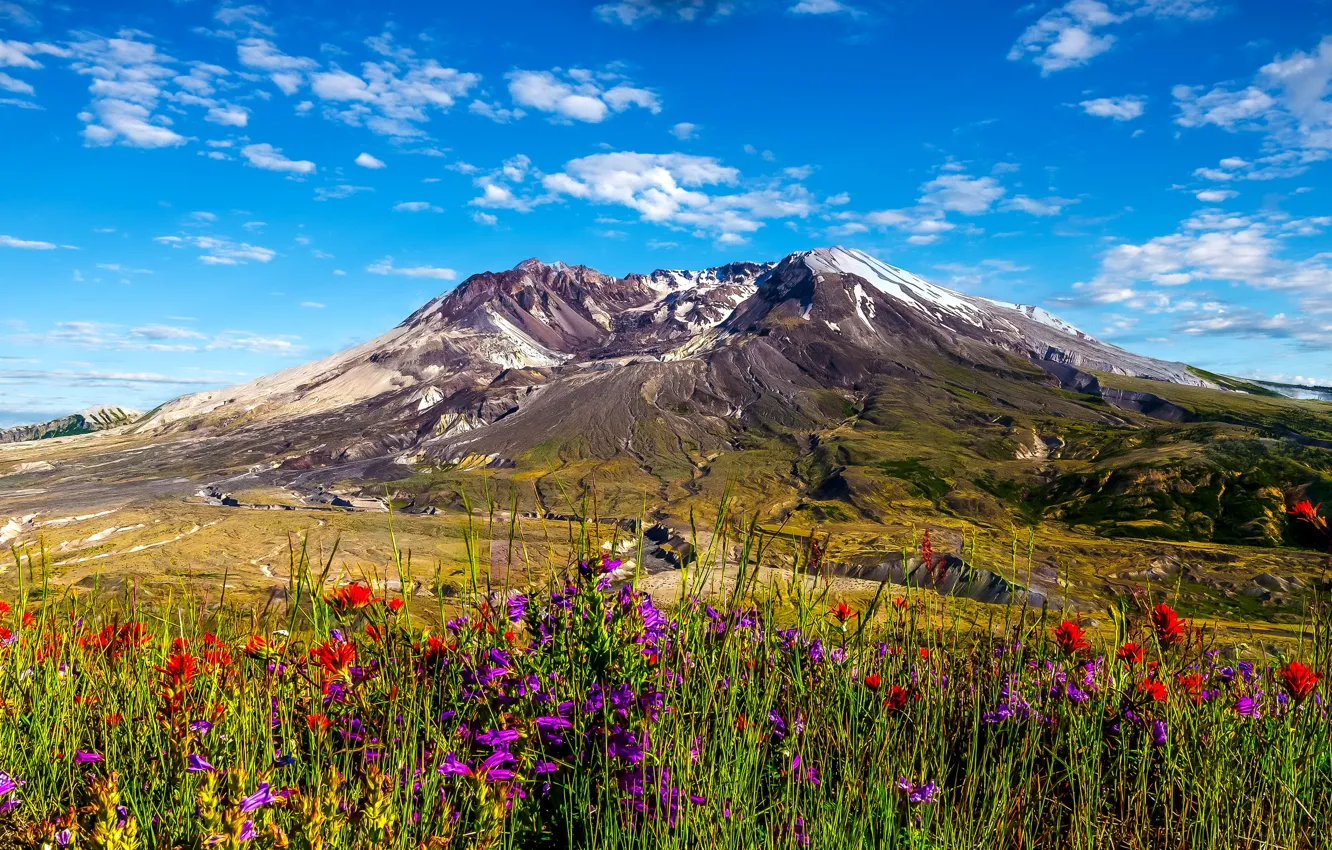 Photo wallpaper the sky, grass, the sun, clouds, flowers, mountains, Washington, USA