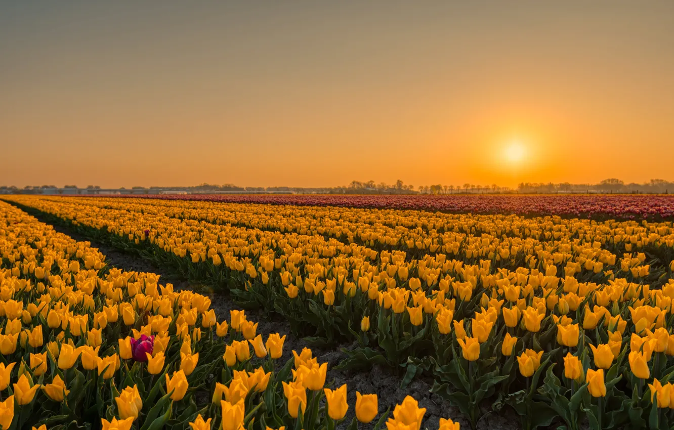 Photo wallpaper flowers, yellow, tulips, plantation