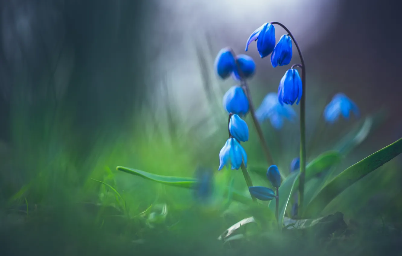Photo wallpaper flowers, blue, the dark background, blue, buds, forest, bushes