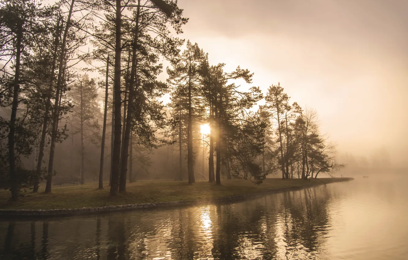 Photo wallpaper lake, dawn, shore, morning, forest. fog