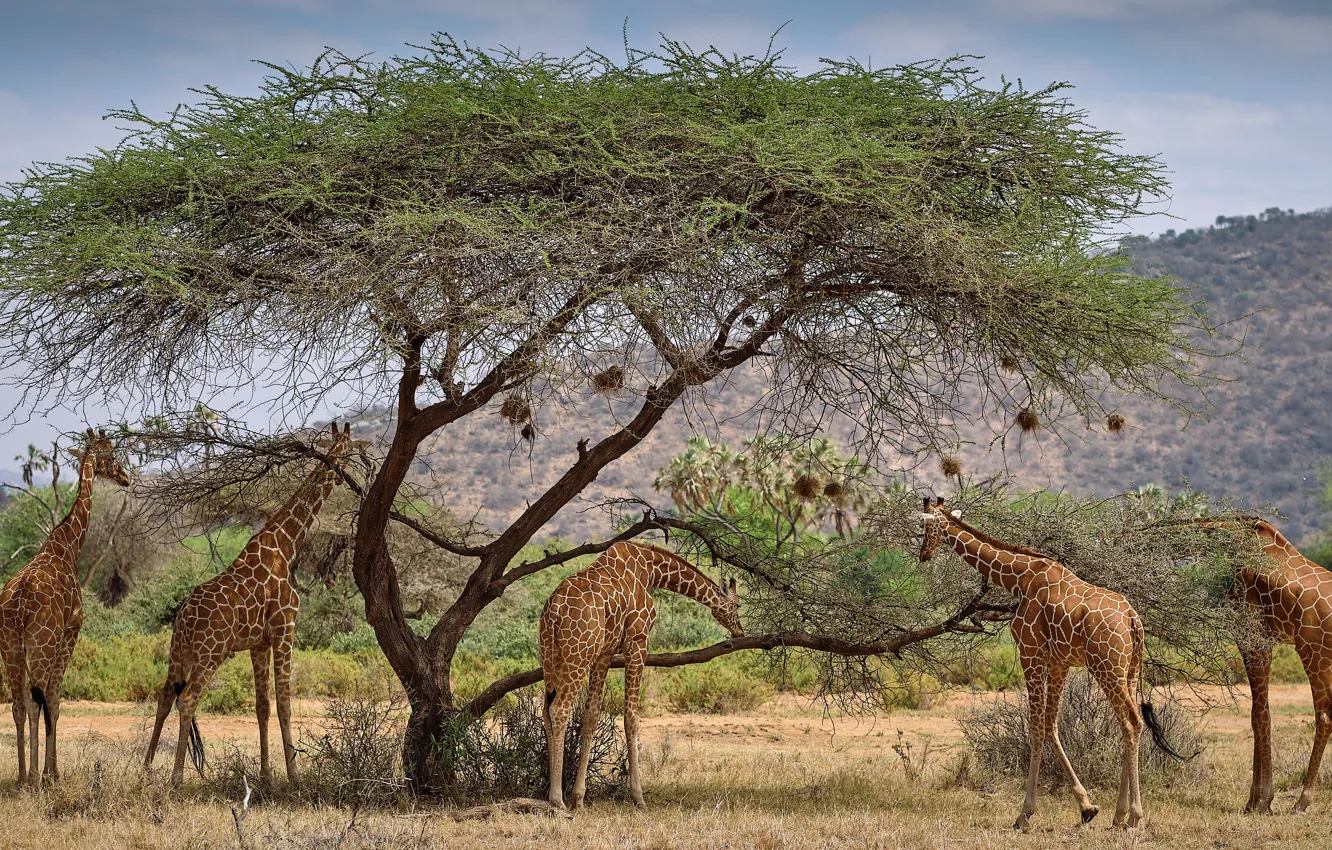 Photo wallpaper trees, branches, giraffe, Savannah, Africa, the herd, meal