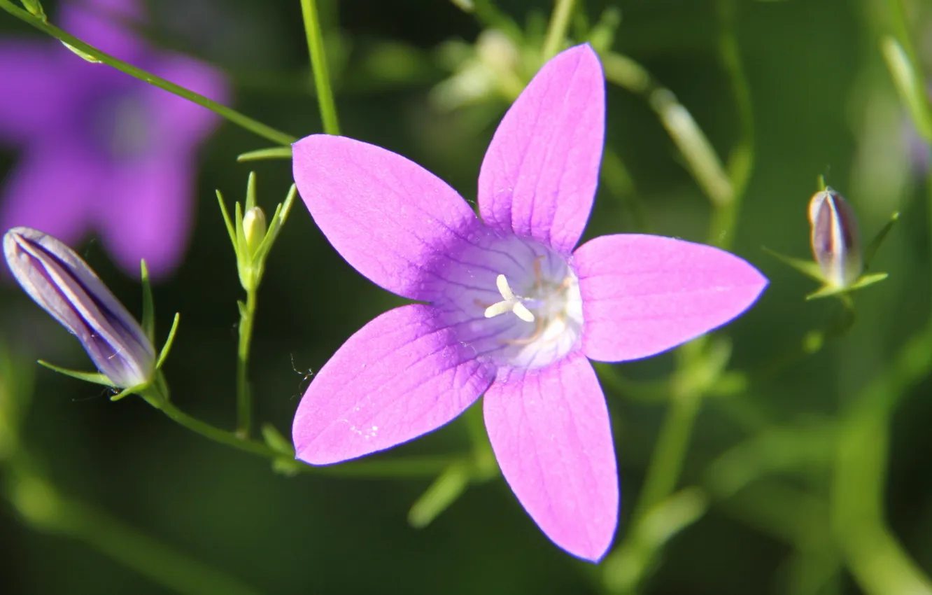 Photo wallpaper leaves, flowers, nature, bells