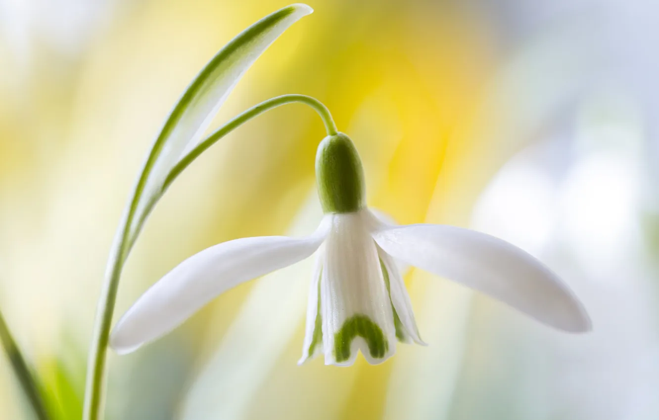 Photo wallpaper macro, nature, petals, stem