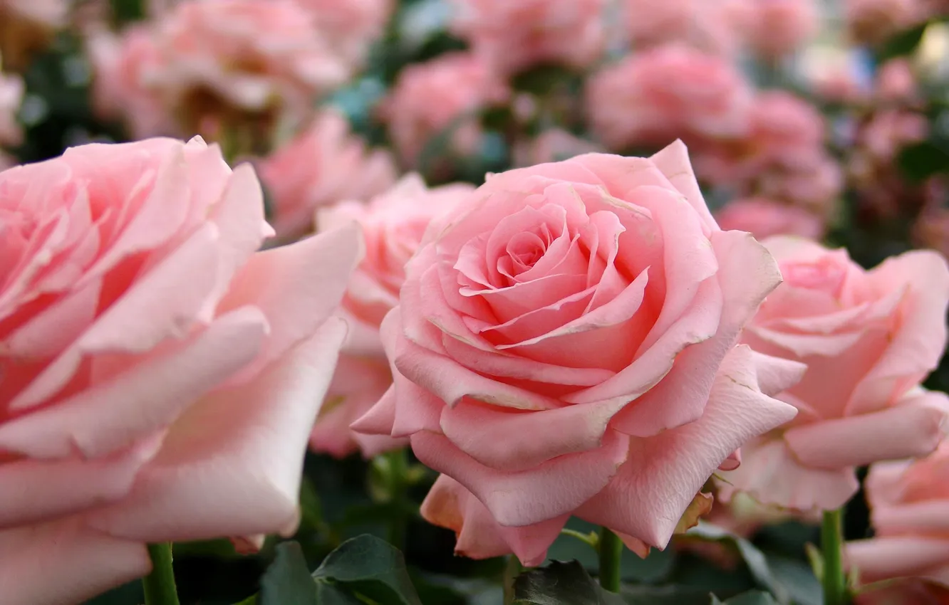Photo wallpaper tenderness, roses, buds