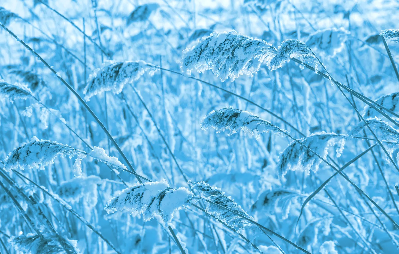 Photo wallpaper winter, snow, ears