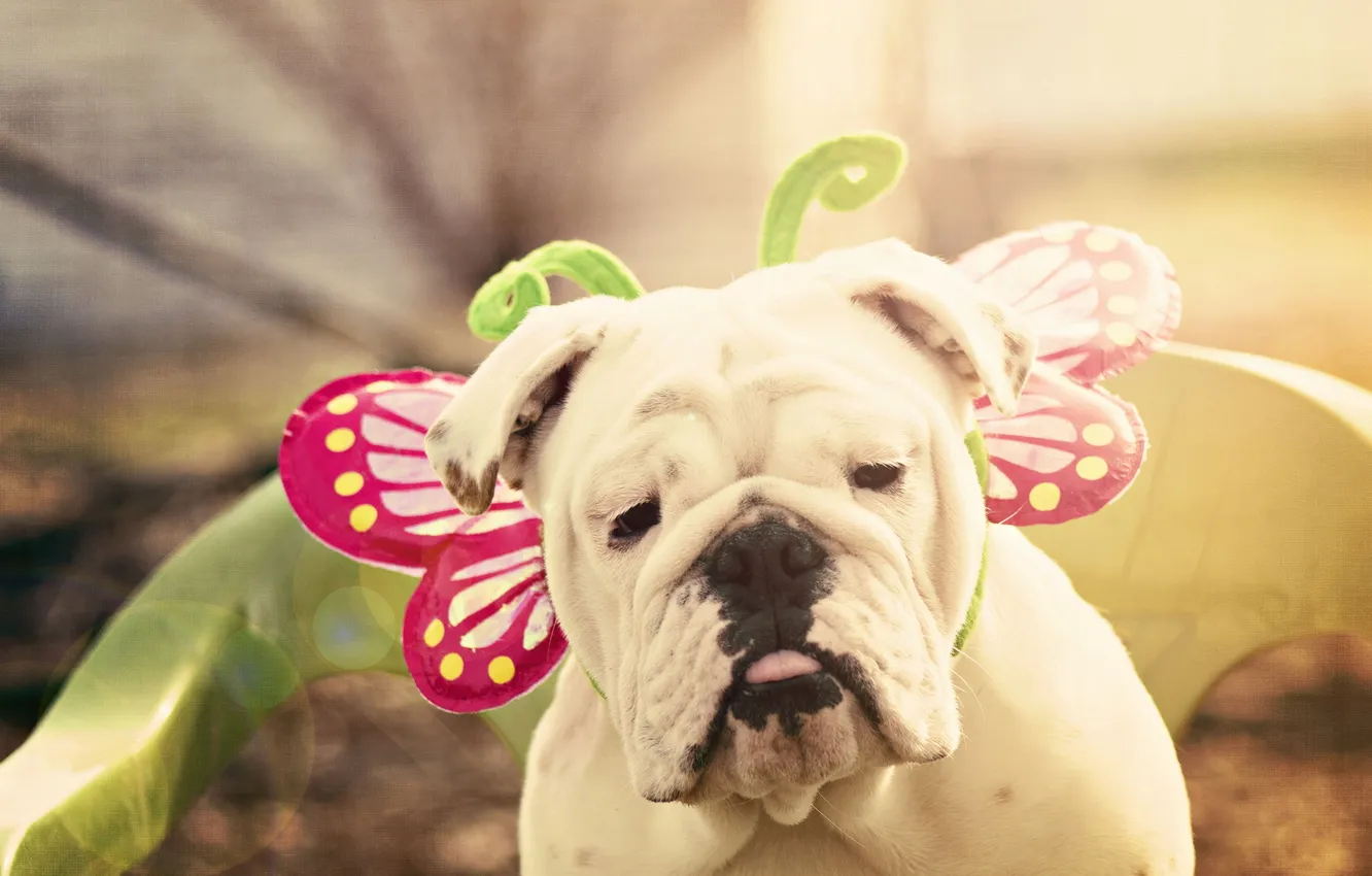 Photo wallpaper look, dog, carnival