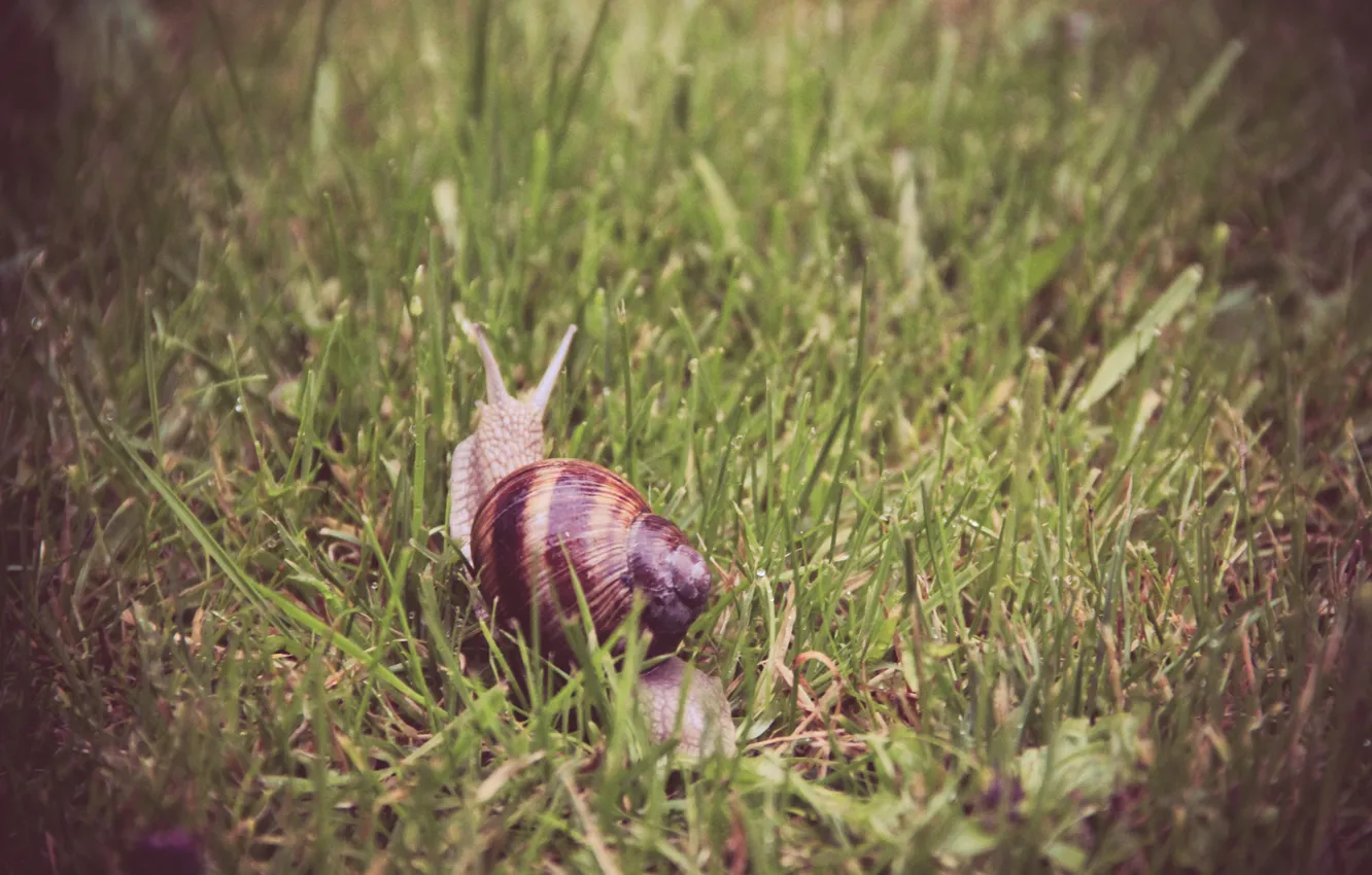 Photo wallpaper grass, snail, sink