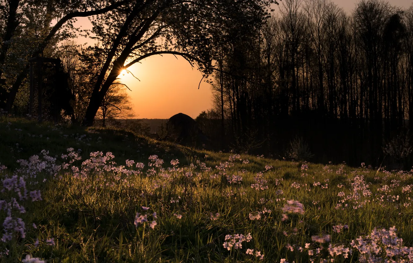 Photo wallpaper sunset, flowers, nature