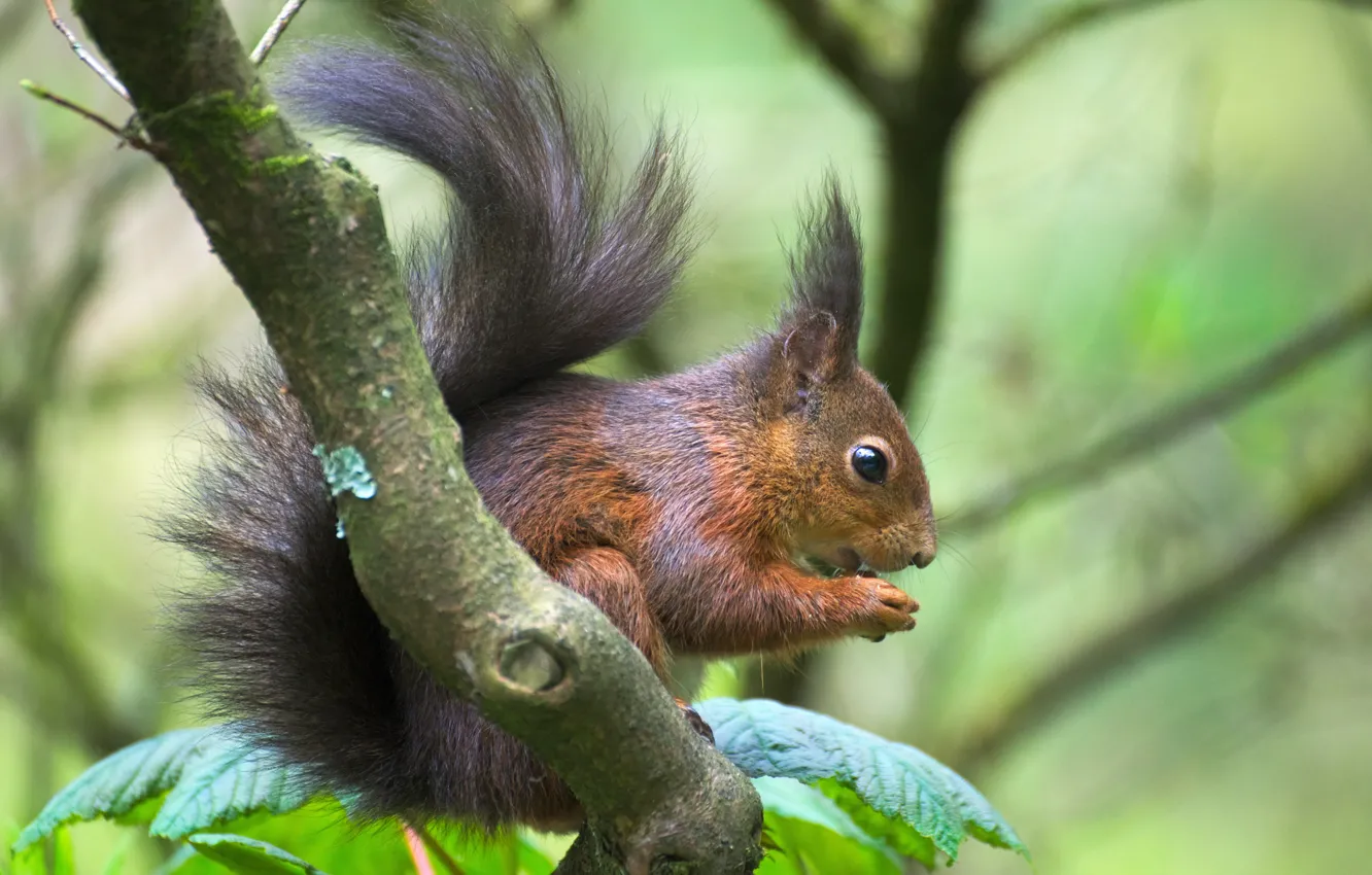 Photo wallpaper branches, protein, rodent