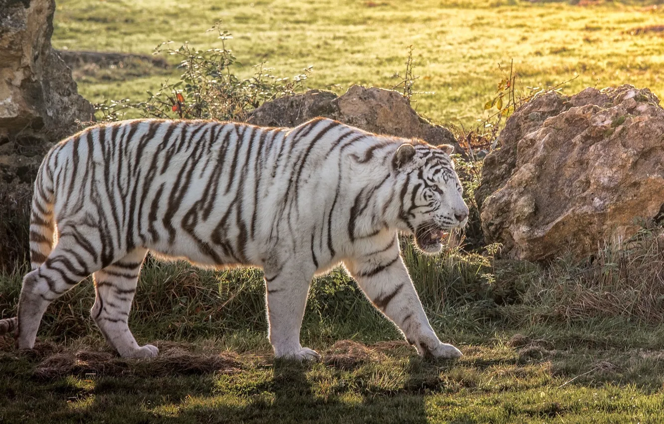 Photo wallpaper predator, power, white tiger, wild cat