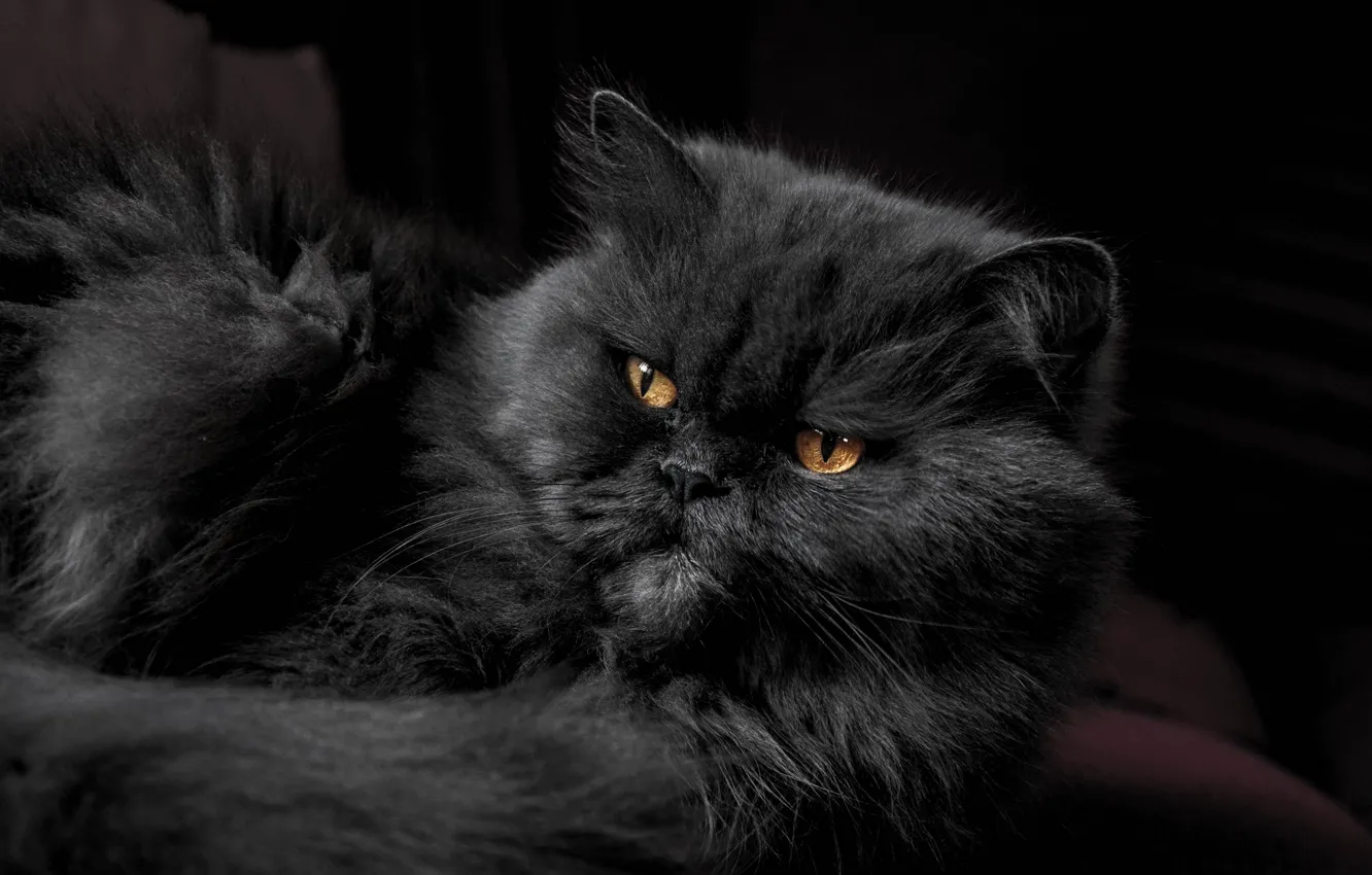 Photo wallpaper wallpaper, animals, brown eyes, eyes, cat, cats, gray, yellow eyes