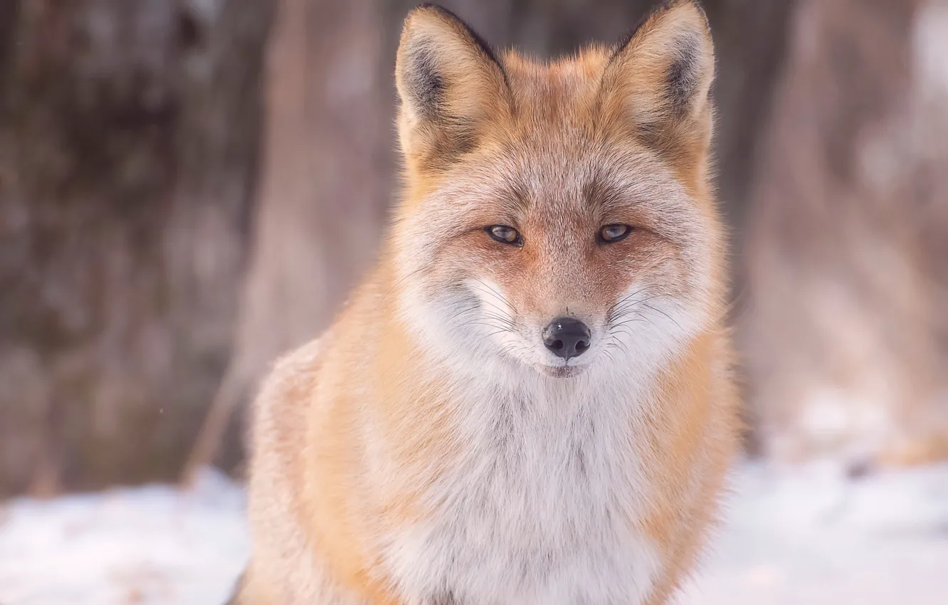 Photo wallpaper look, face, Fox, red, bokeh, Elena Shinkareva