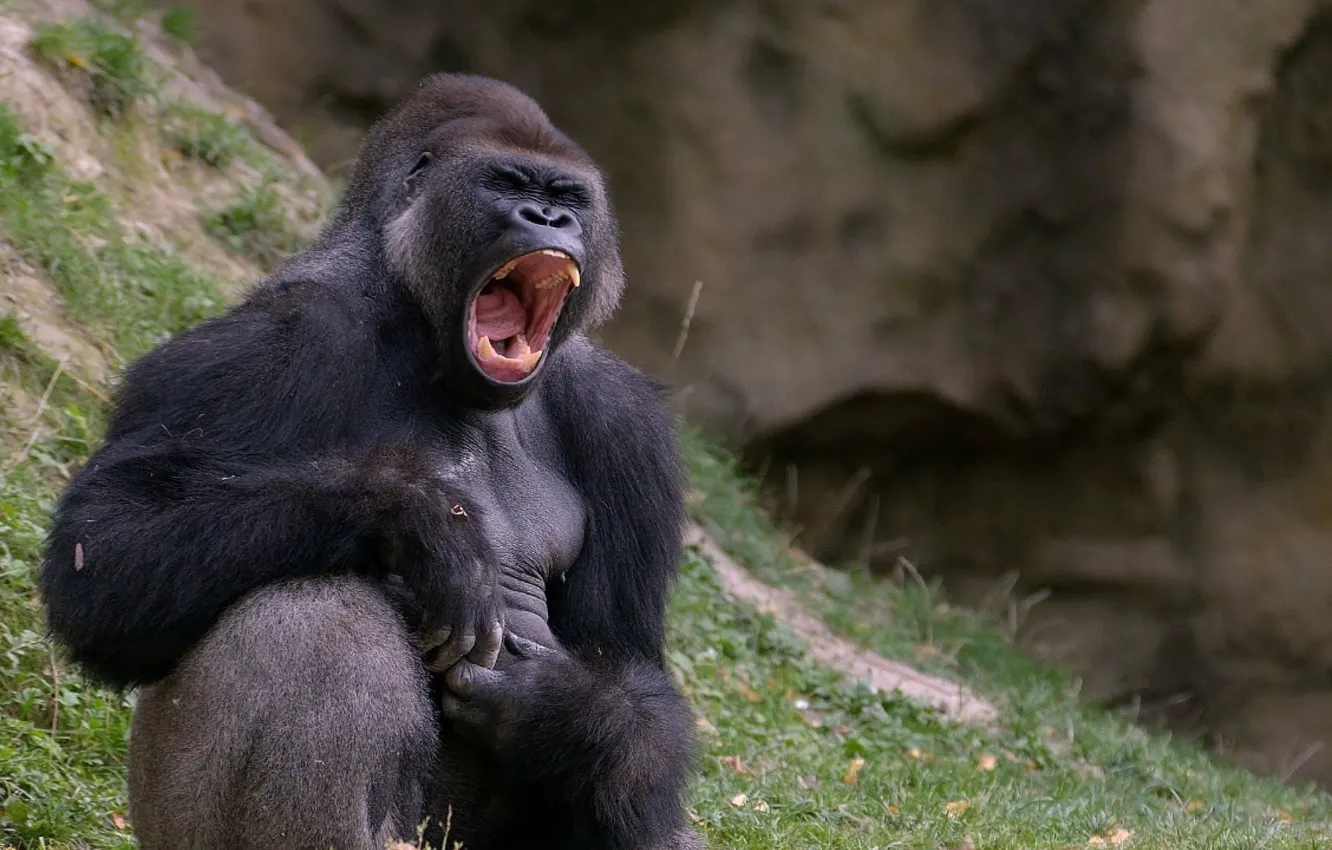 Photo wallpaper monkey, black, animal, wildlife, mammal, Ape, Gorilla, Primate