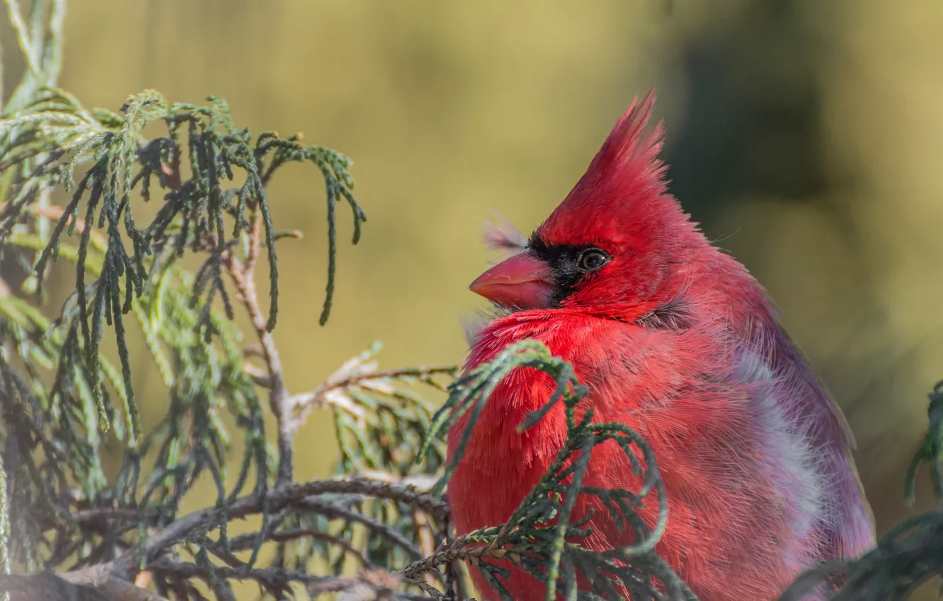 Photo wallpaper branches, bird, Red cardinal