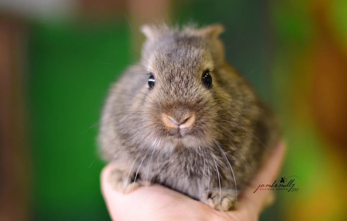Photo wallpaper macro, grey, hands, rabbit, cub