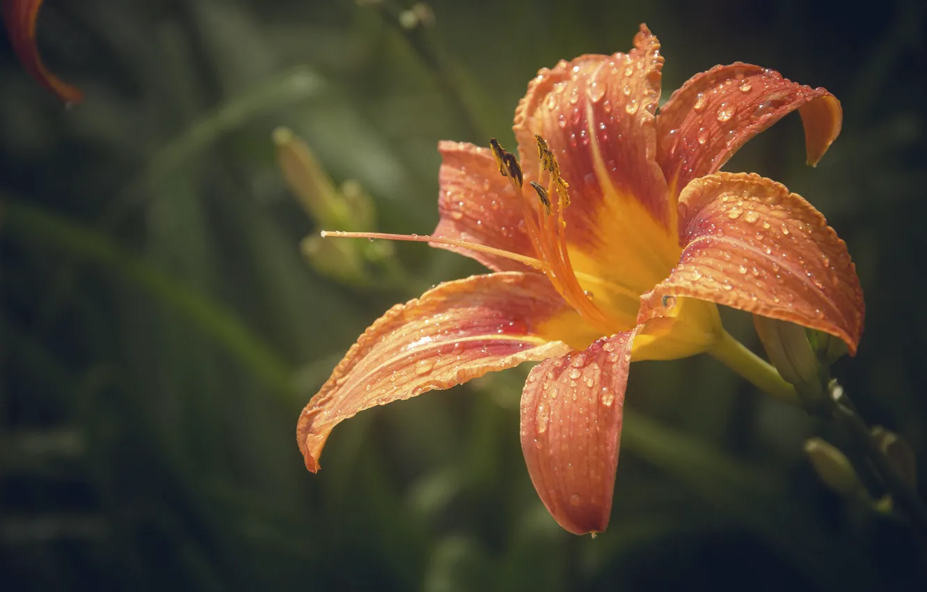 Photo wallpaper drops, flowers, Rosa, rain, Lily, tiger