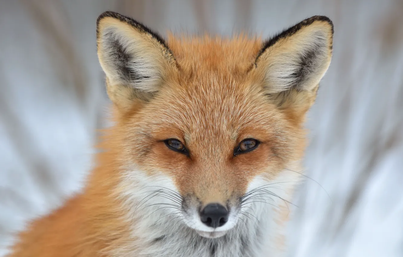 Photo wallpaper face, Fox, Fox