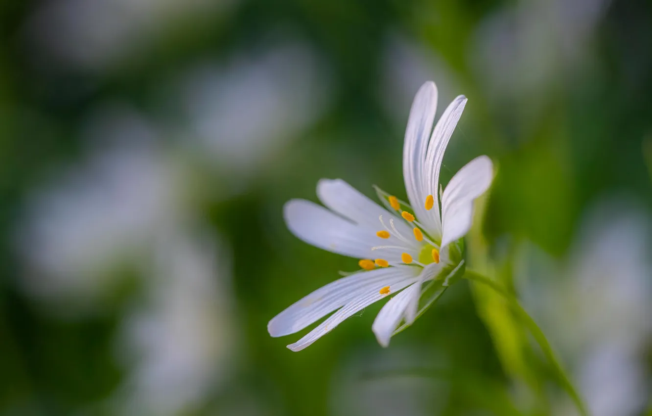 Photo wallpaper macro, flowers, blur