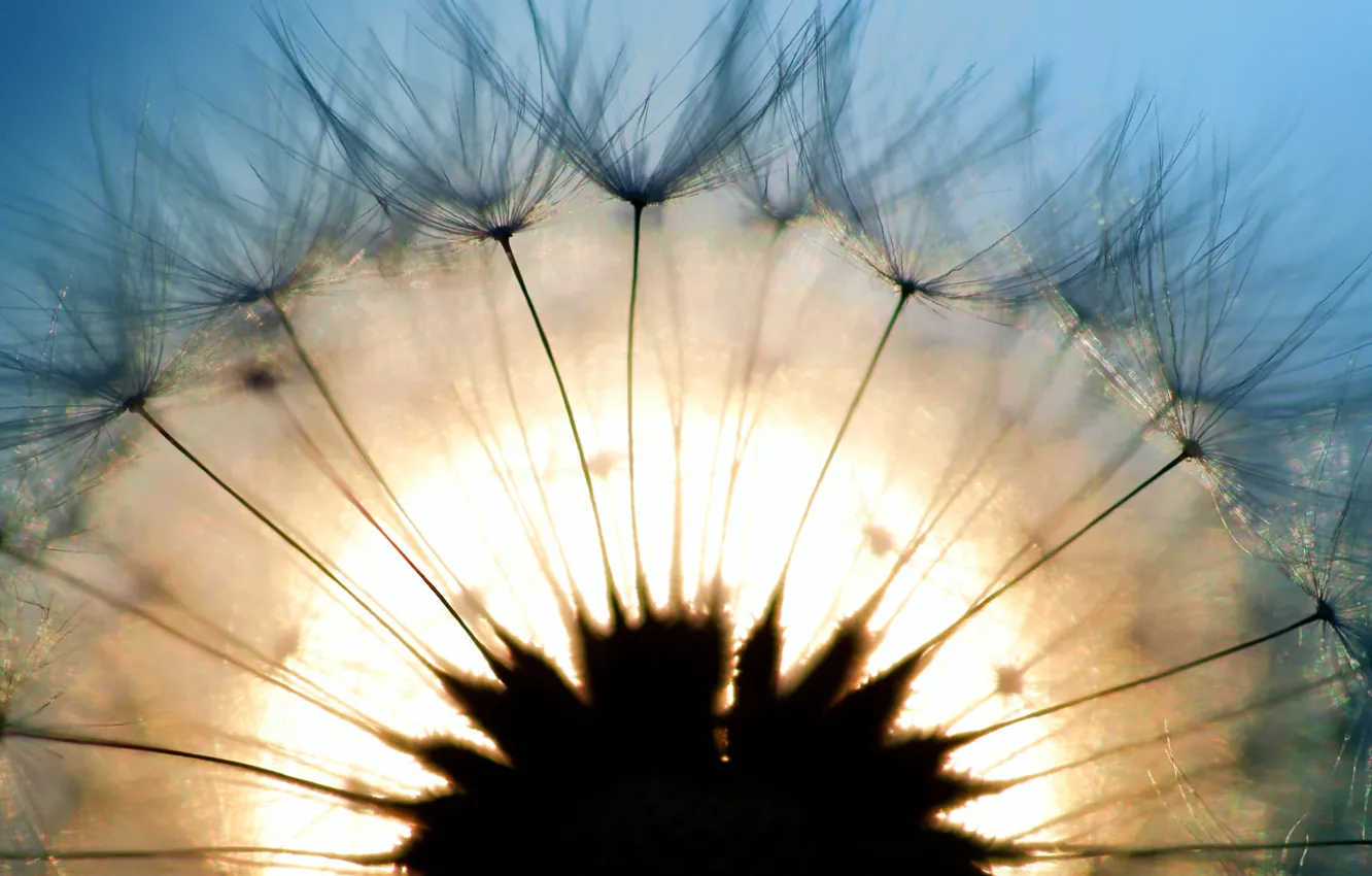 Photo wallpaper macro, light, dandelion