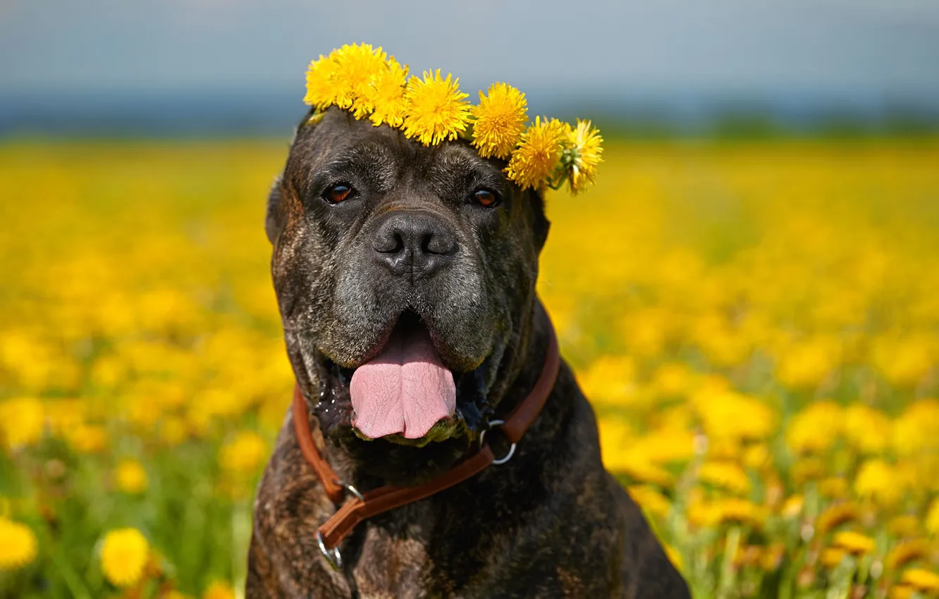 Photo wallpaper language, look, face, flowers, dandelion, dog, wreath, bokeh