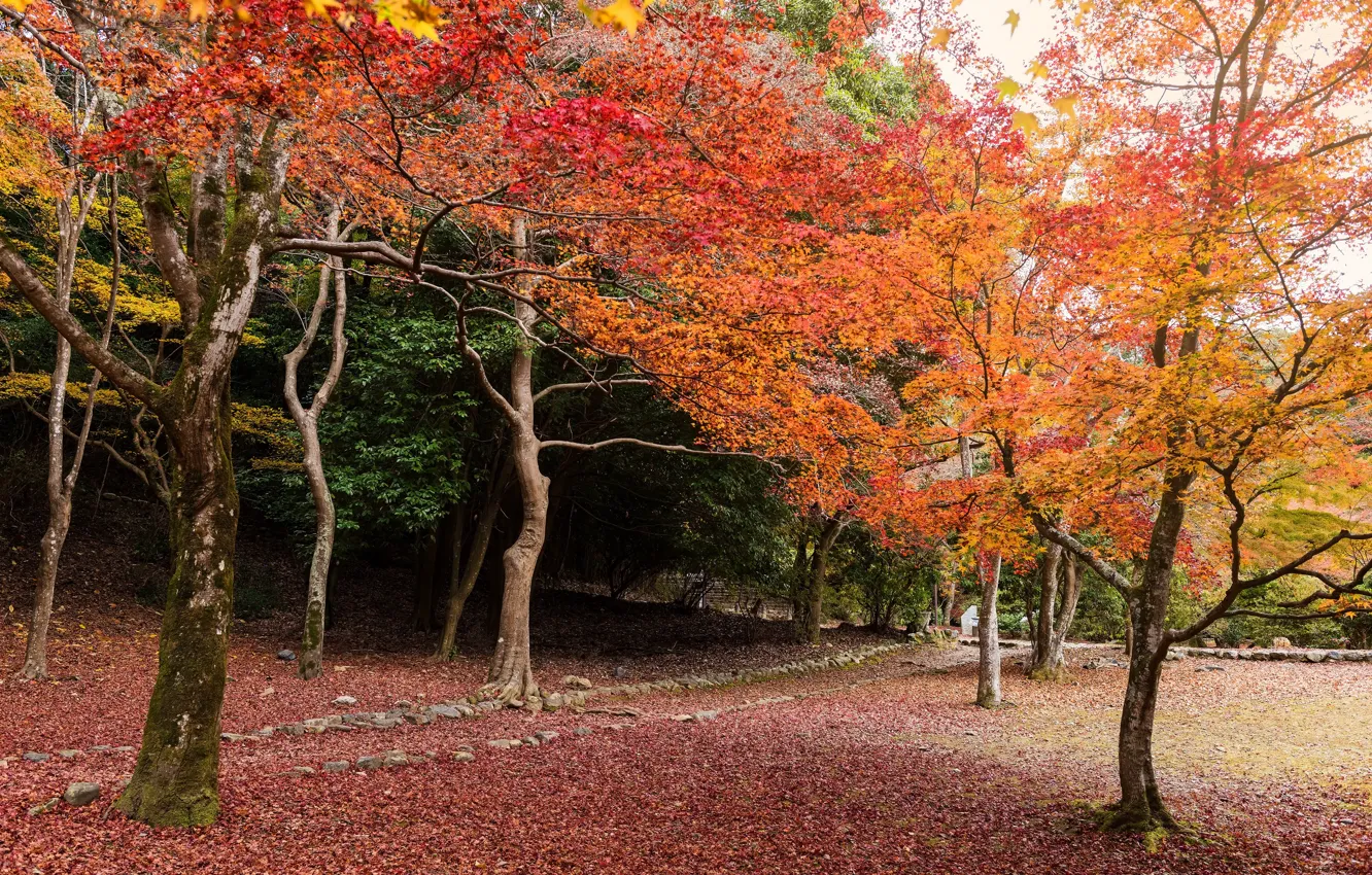 Photo wallpaper autumn, forest, leaves, trees, Park, forest, landscape, park
