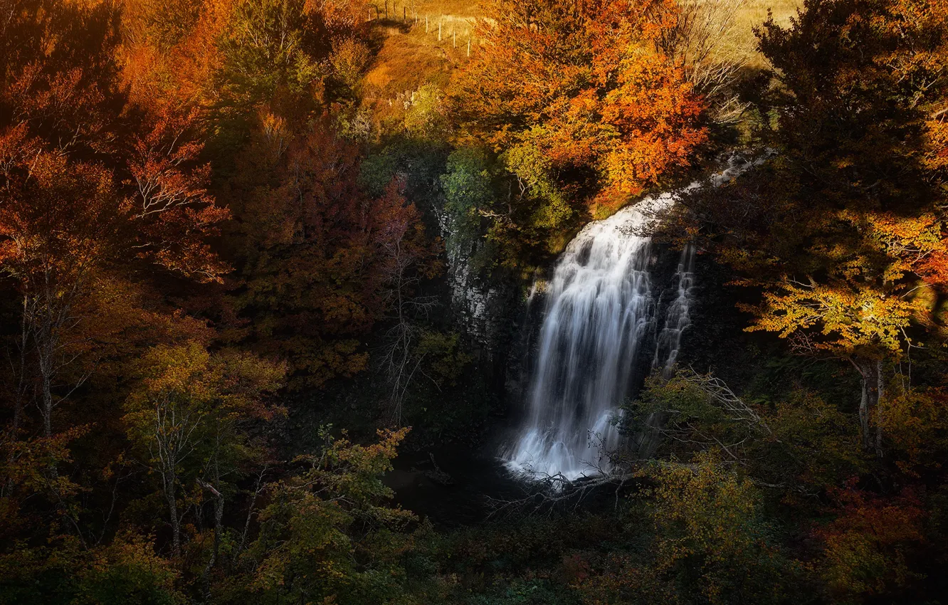 Photo wallpaper autumn, forest, light, trees, branches, nature, rocks, thickets