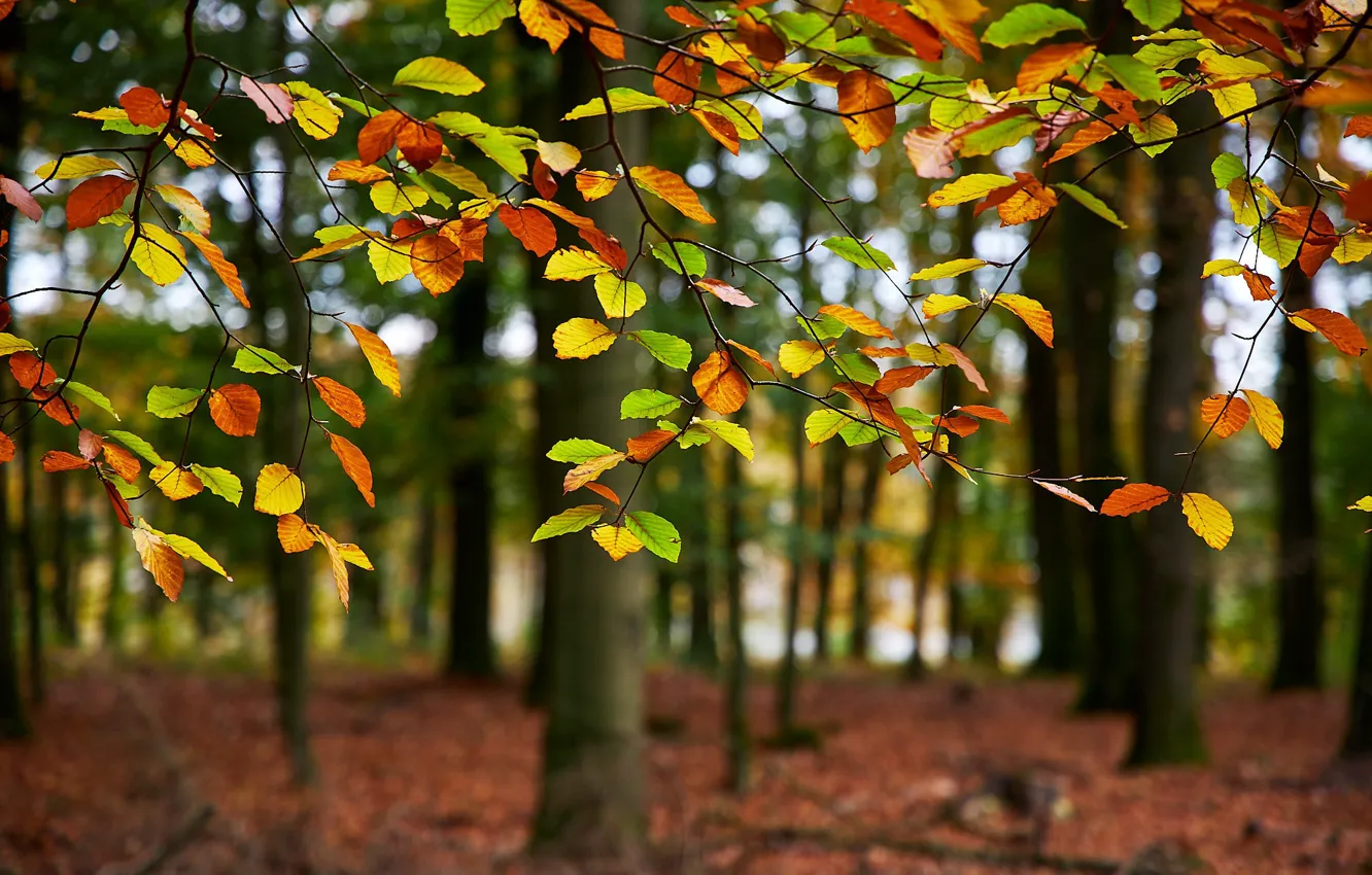 Photo wallpaper autumn, leaves, trees, branches