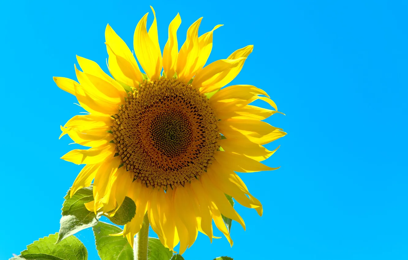 Photo wallpaper the sky, sunflowers, petals