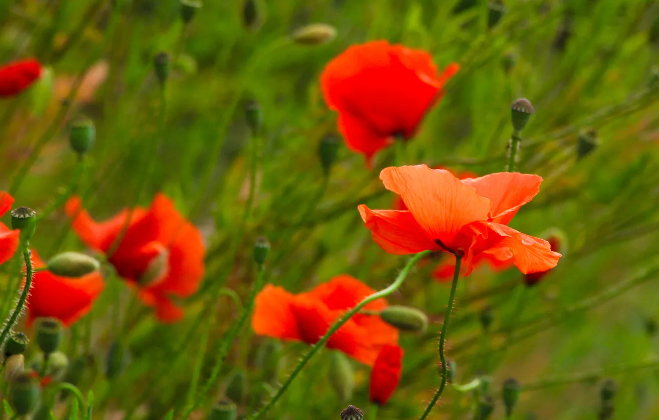 Photo wallpaper red, flower, poppy