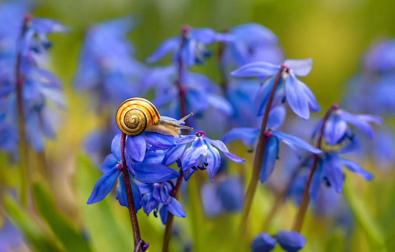 Photo wallpaper macro, flowers, nature, snail, spring, Scilla, Elena Shavlovskaya