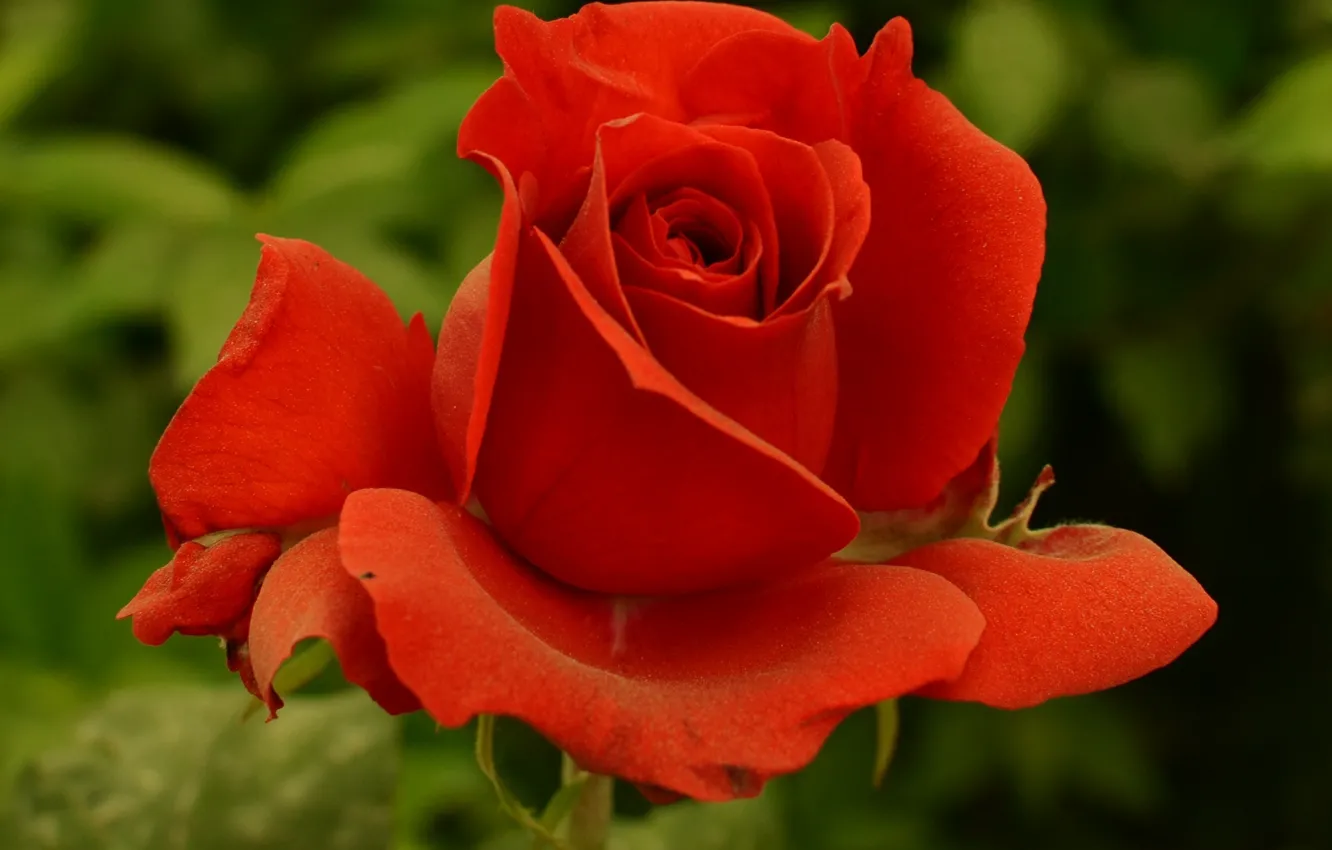 Photo wallpaper rose, red, red, Rose