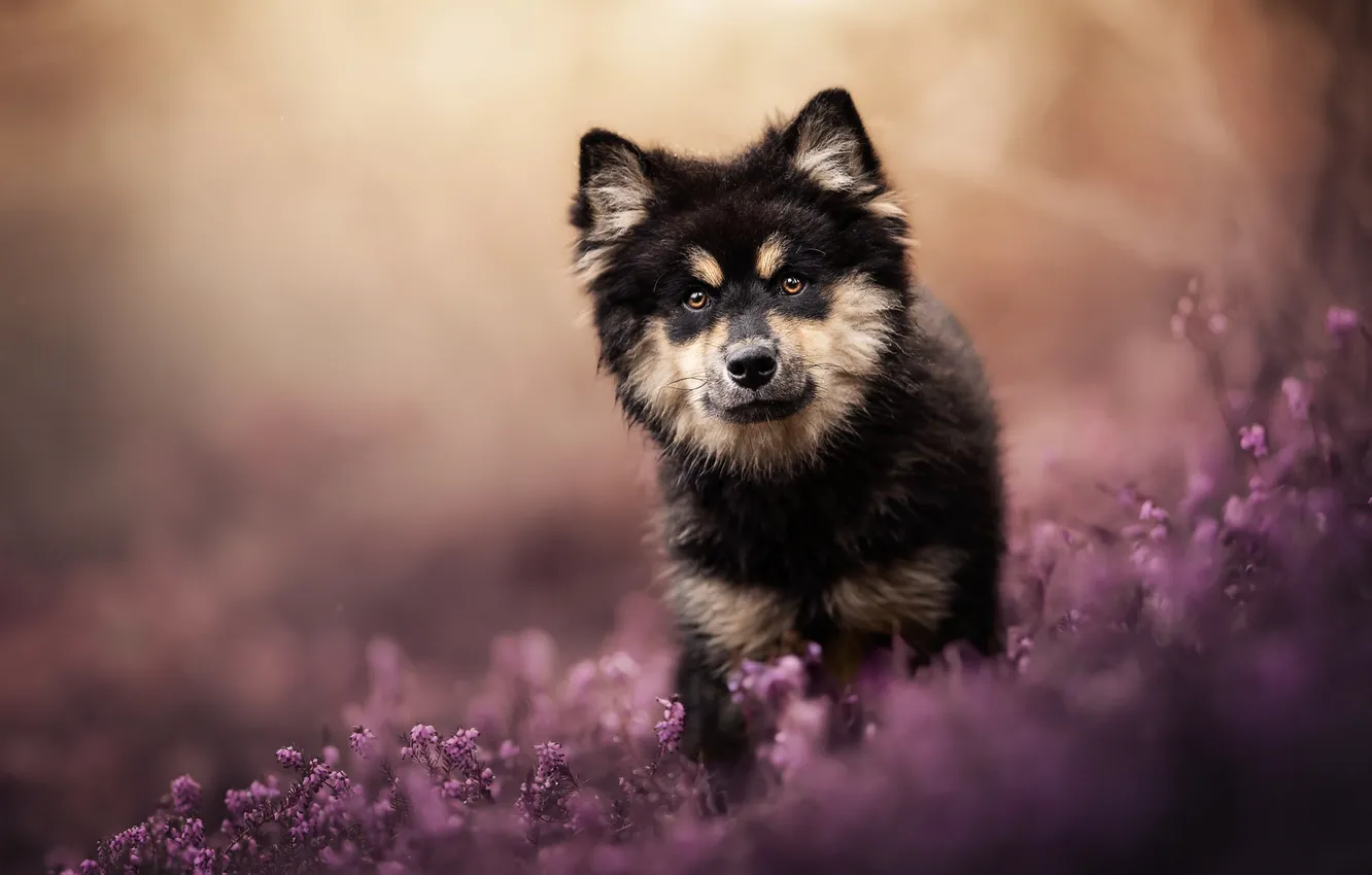 Photo wallpaper look, dog, puppy, face, Heather, Finnish lapphund