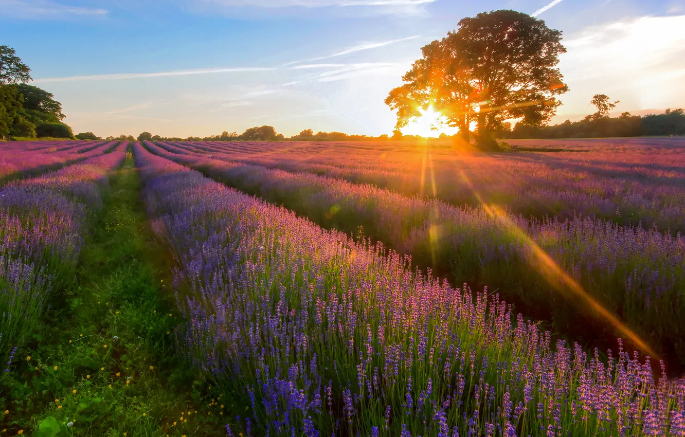 Photo wallpaper field, summer, the sun, rays, tree, lavender