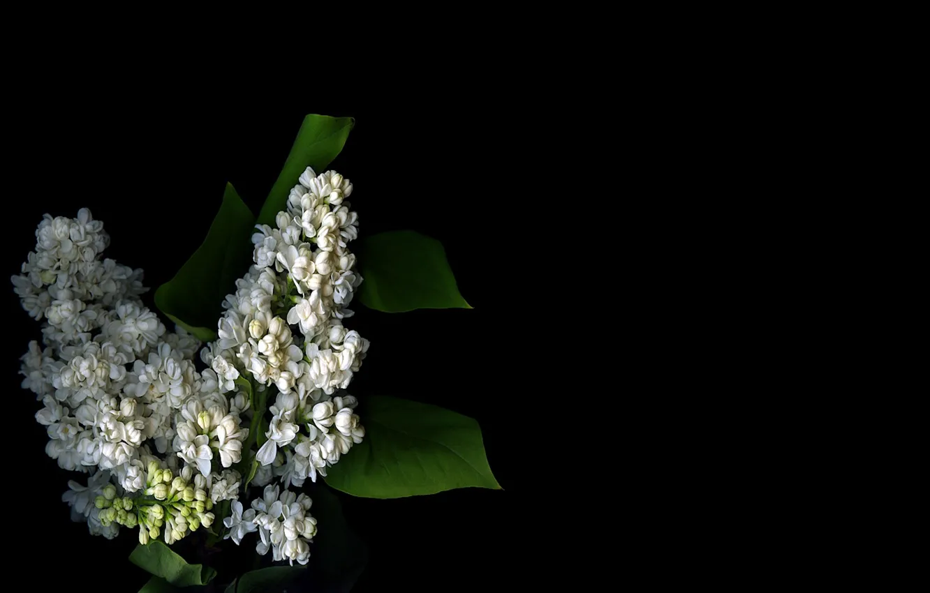 Photo wallpaper white, light, Wallpaper, shadow, petals, lilac, inflorescence