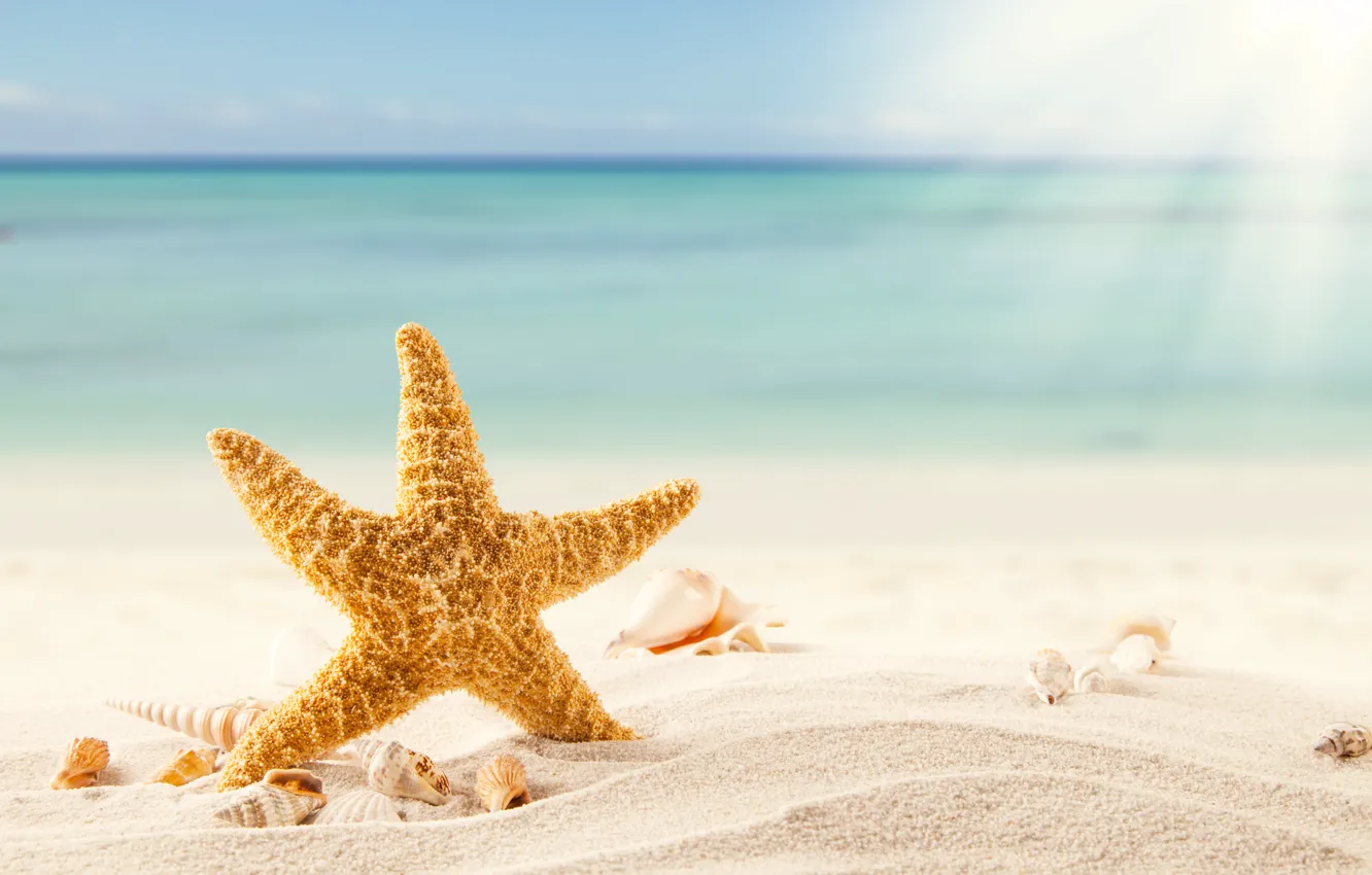 Photo wallpaper sand, sea, beach, tropics, shell, starfish, beach, sea