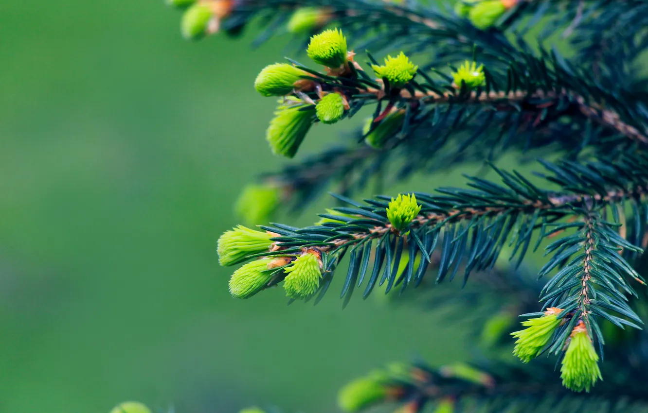 Photo wallpaper spring, pine, twig